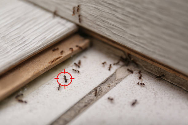 Best Pest Inspection Near Me  in Georgetown, TX
