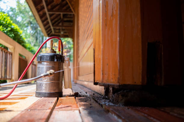 Wasp Removal Services in Georgetown, TX