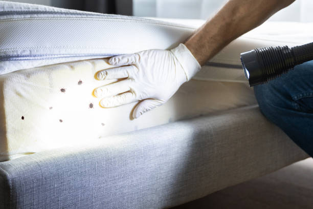 Best Emergency Pest Control  in Georgetown, TX