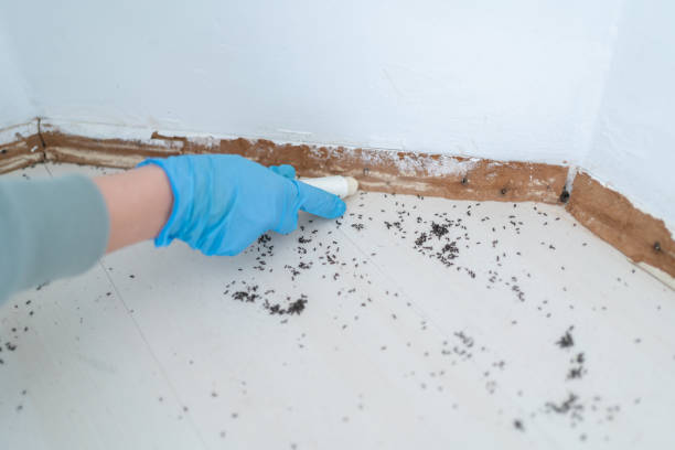 Best Affordable Pest Control Services  in Georgetown, TX
